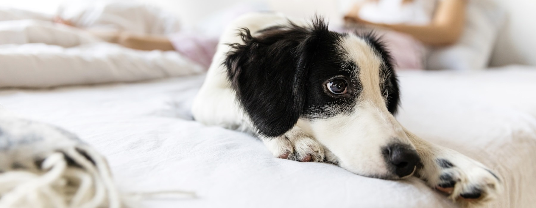 a dog and a person laying on a bed